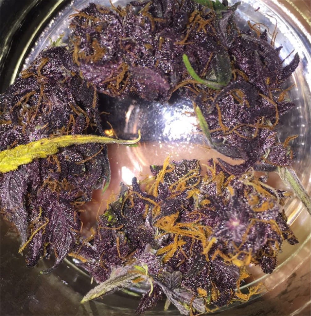 purple-kush__primary_ce35.jpg