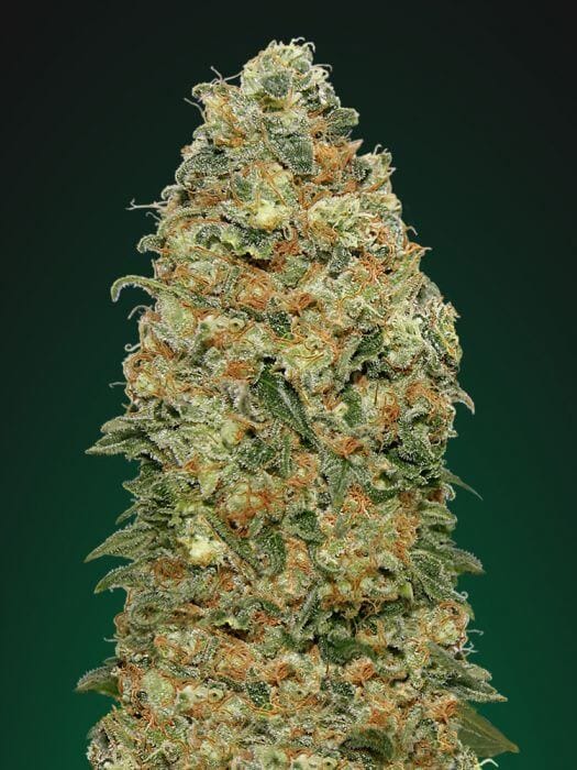 white-widow-00-seeds_10119_1.jpg